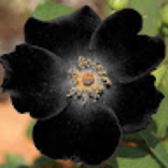 ralyserose